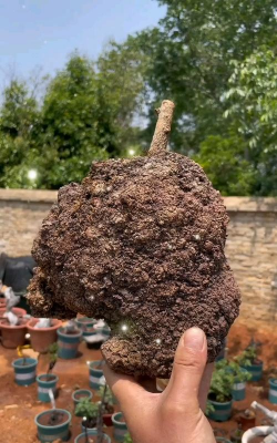 小众送妈妈的花有哪些花