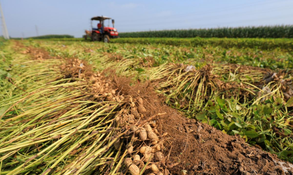 小众送妈妈的花有哪些花