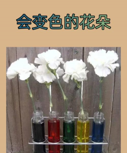 小众送妈妈的花有哪些花