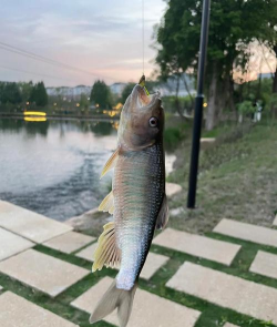 马口鱼养殖一亩产量