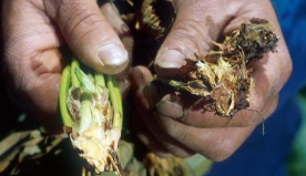 小众送妈妈的花有哪些花