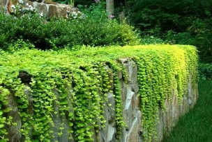 遮土的植物什么最好