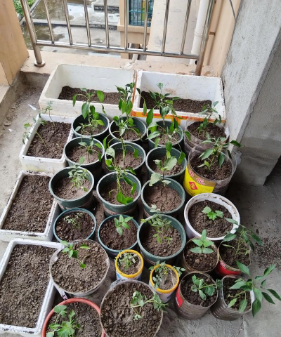 小众送妈妈的花有哪些花