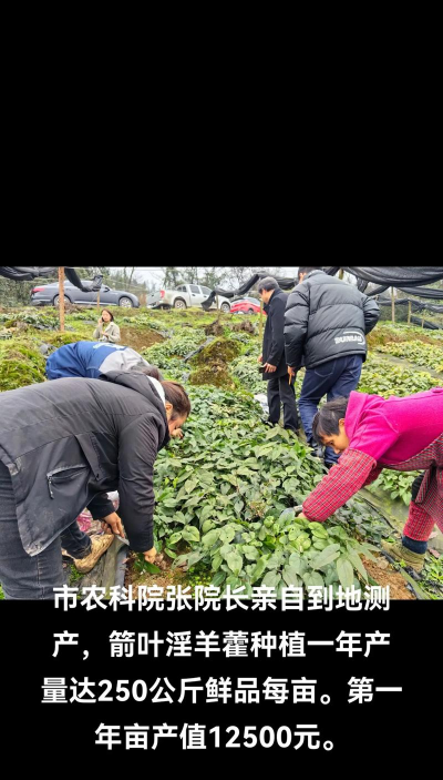 霪羊藿种植每亩地产多少斤