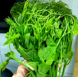 八月下旬种什么菜合适