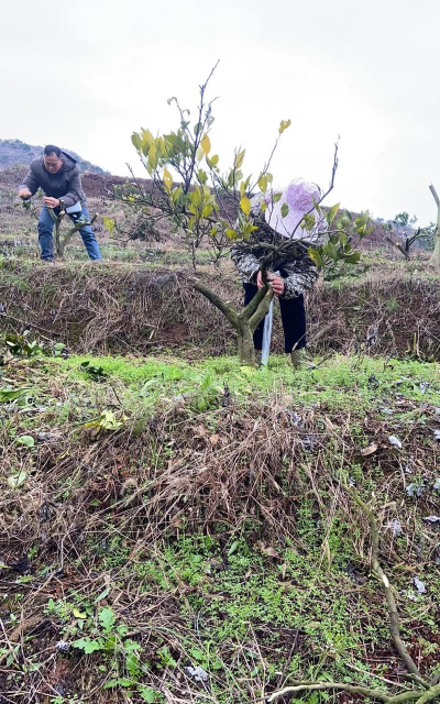 谷壳种植果树怎么种植的
