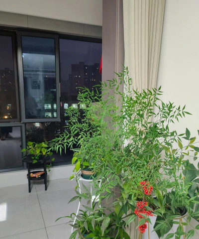 小众送妈妈的花有哪些花