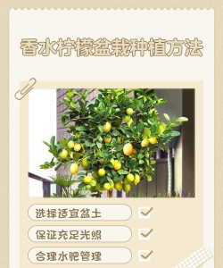 种植区香水柠檬怎么种植