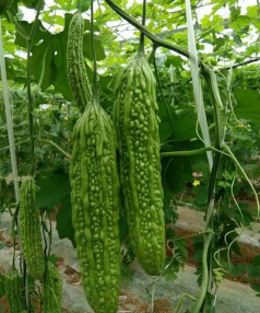 小众送妈妈的花有哪些花