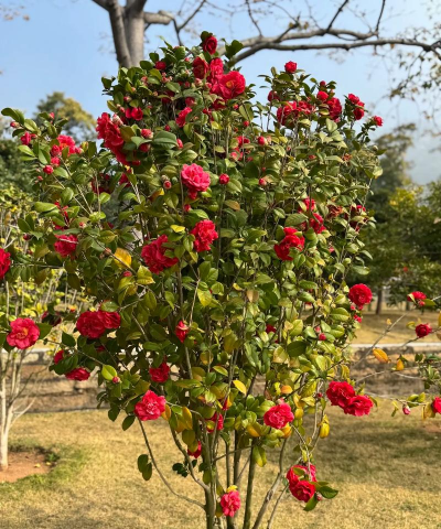 小众送妈妈的花有哪些花