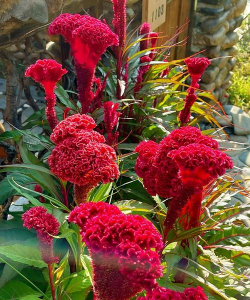 小众送妈妈的花有哪些花