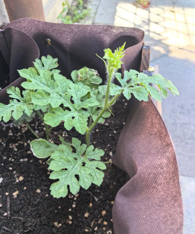 小众送妈妈的花有哪些花