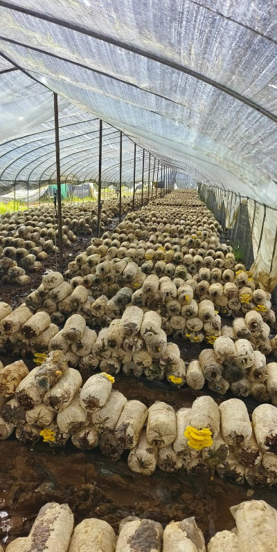 粮食种植平菇怎么种植