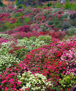 小众送妈妈的花有哪些花