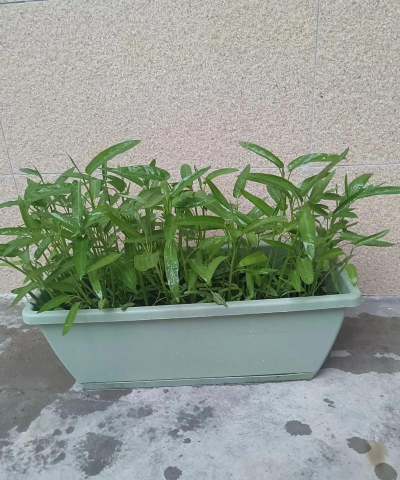 小众送妈妈的花有哪些花