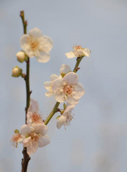 小众送妈妈的花有哪些花