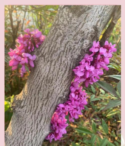 小众送妈妈的花有哪些花