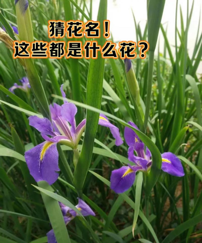 小众送妈妈的花有哪些花