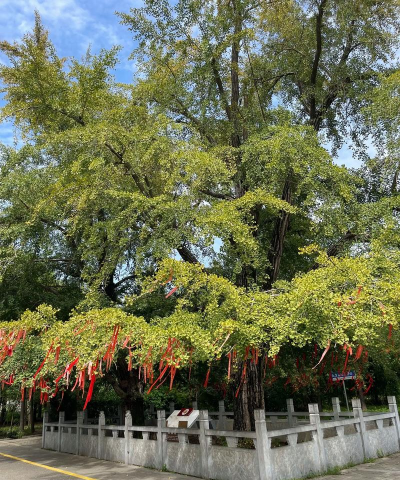 银杏树产地