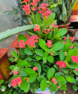 小众送妈妈的花有哪些花