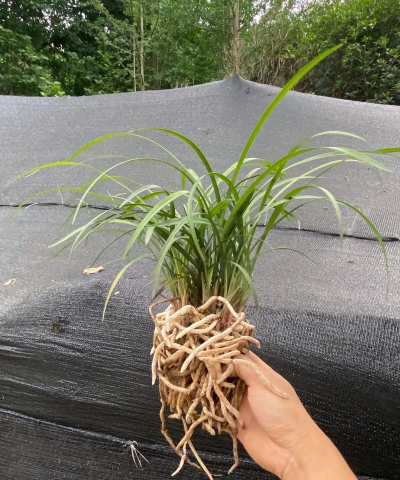 小众送妈妈的花有哪些花