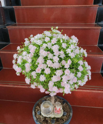 小众送妈妈的花有哪些花