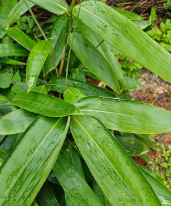 小众送妈妈的花有哪些花