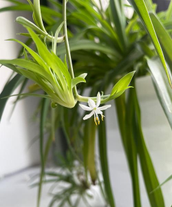 小众送妈妈的花有哪些花