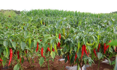 小众送妈妈的花有哪些花