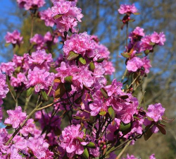 小众送妈妈的花有哪些花