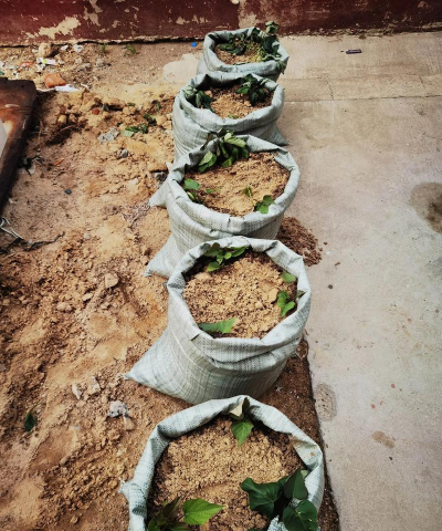 小众送妈妈的花有哪些花