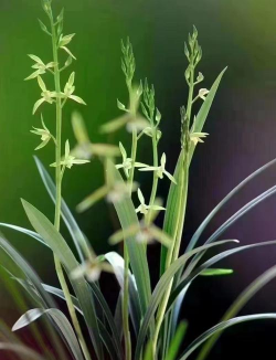 小众送妈妈的花有哪些花