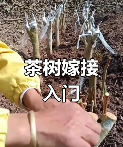 茶树嫁接方法