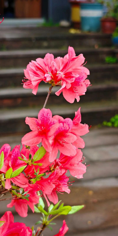 小众送妈妈的花有哪些花