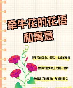 小众送妈妈的花有哪些花