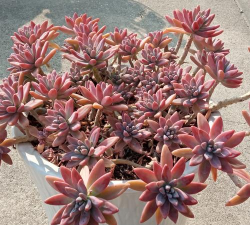 小众送妈妈的花有哪些花