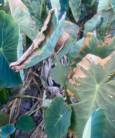 小众送妈妈的花有哪些花