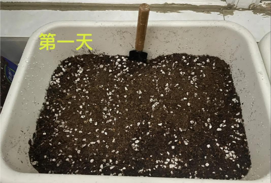 小众送妈妈的花有哪些花