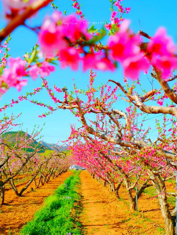 小众送妈妈的花有哪些花