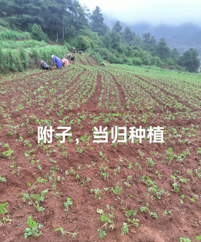 小众送妈妈的花有哪些花