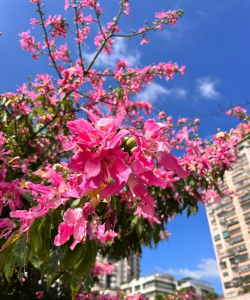 汕头的花有哪些