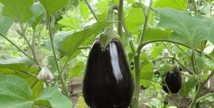 小众送妈妈的花有哪些花