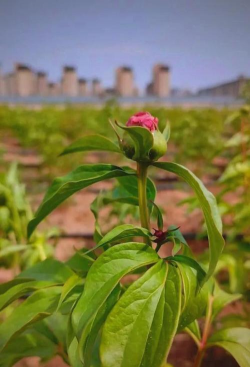 小众送妈妈的花有哪些花