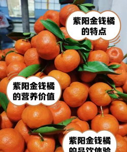 金钱橘怕强光吗