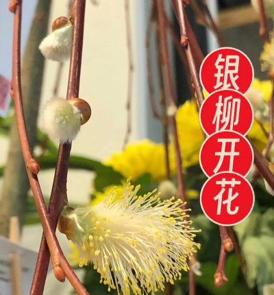 银柳会开花吗