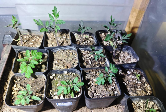 小众送妈妈的花有哪些花