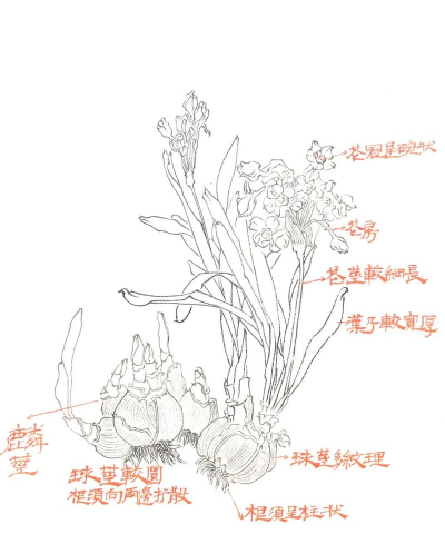 小众送妈妈的花有哪些花