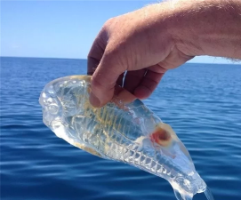 小众送妈妈的花有哪些花