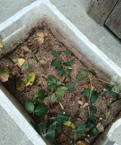 小众送妈妈的花有哪些花