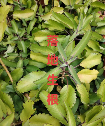 什么植物是落地生根